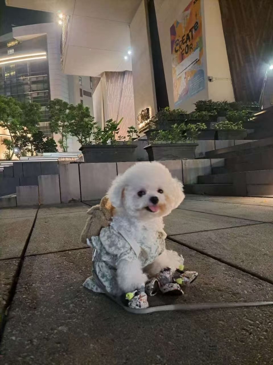 Bichon dressed up for a night out